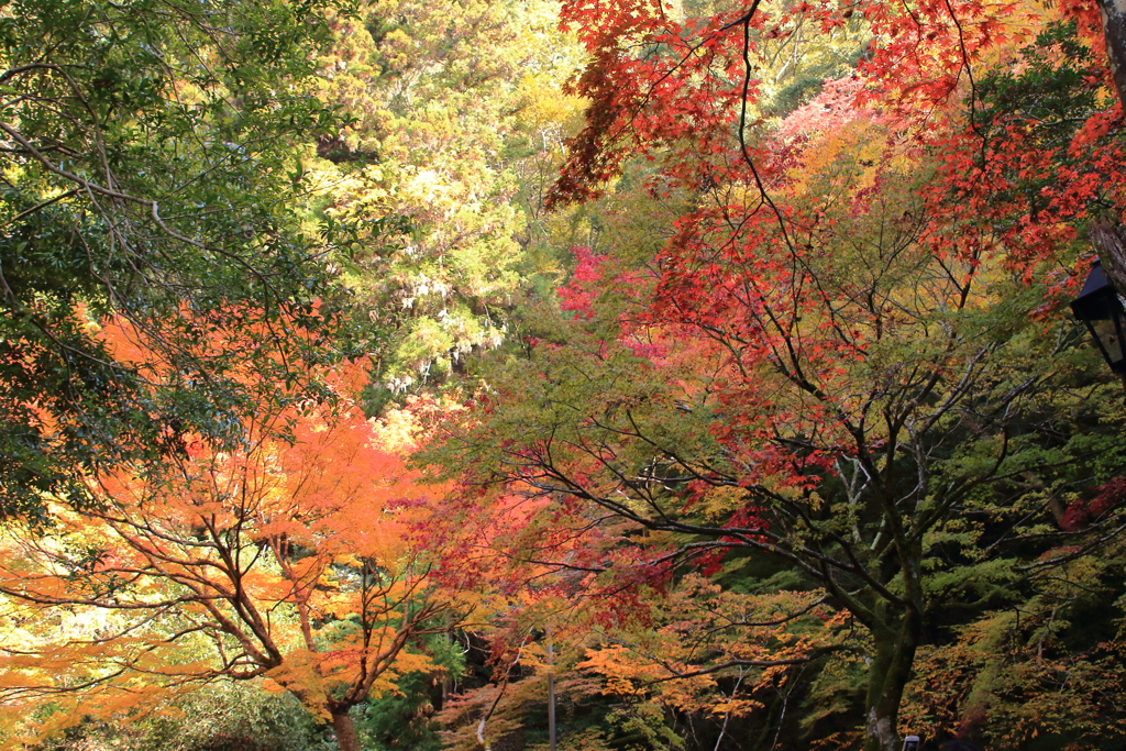 箕面の紅葉と滝へ３