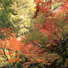 箕面の紅葉と滝へ３