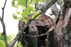 野間の大ケヤキにて　お母さんフクロウ登場２