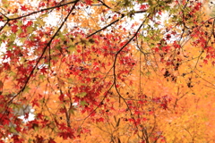 箕面の紅葉と滝へ１０