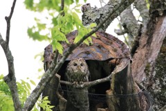 野間の大ケヤキにて　お母さんフクロウ登場３