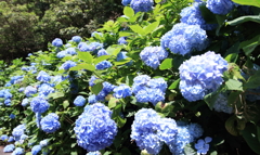 標高931ｍの紫陽花5