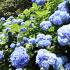 標高931ｍの紫陽花5