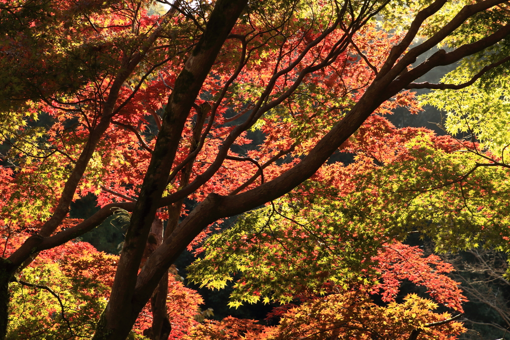 箕面の紅葉と滝へ２