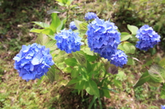 標高931ｍの紫陽花2