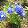 標高931ｍの紫陽花2