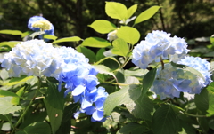 標高931ｍの紫陽花１