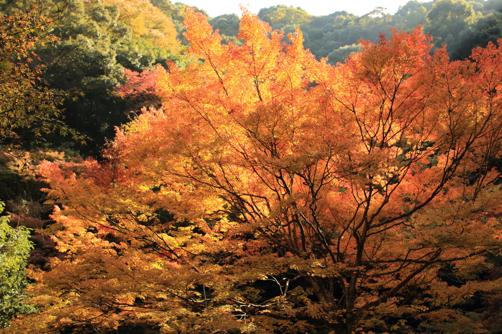 箕面の紅葉と滝へ４