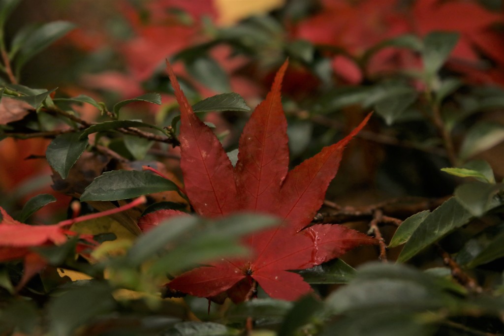 六甲森林植物園にて４