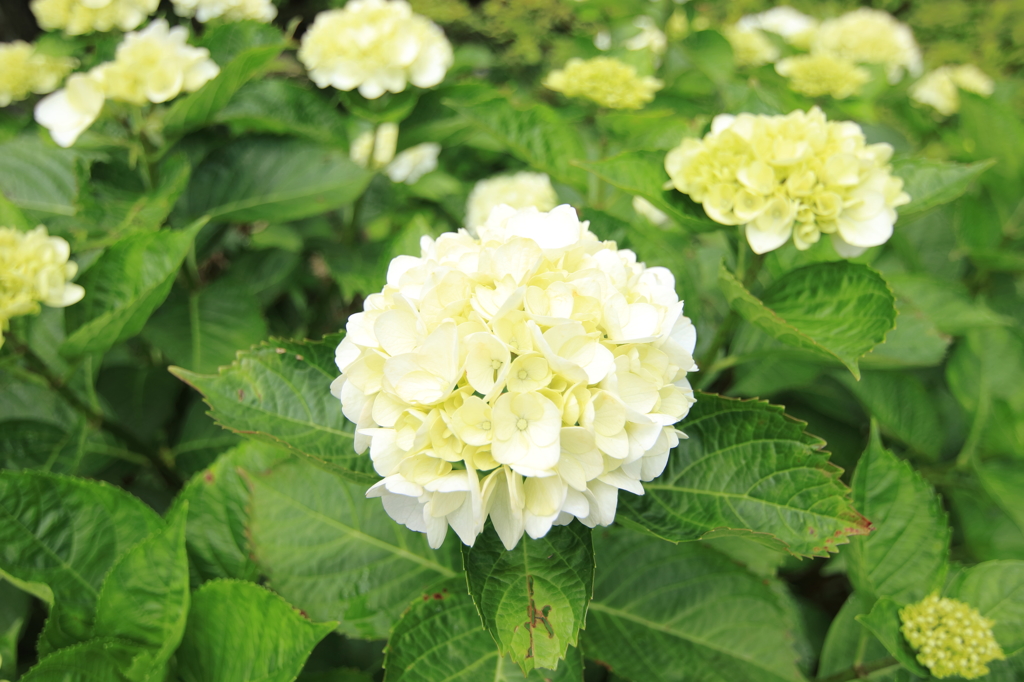標高931ｍの紫陽花6