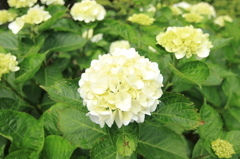 標高931ｍの紫陽花6