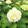 標高931ｍの紫陽花6