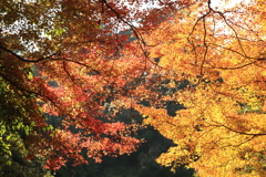 箕面の紅葉と滝へ５