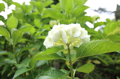 標高931ｍの紫陽花7
