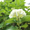 標高931ｍの紫陽花7