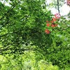 広島県 帝釈峡～紅一点～