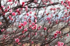 春が近くまで来てますね
