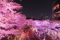 ミッドタウン　桜