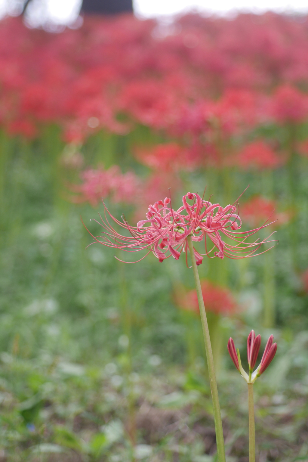 曼珠沙華20