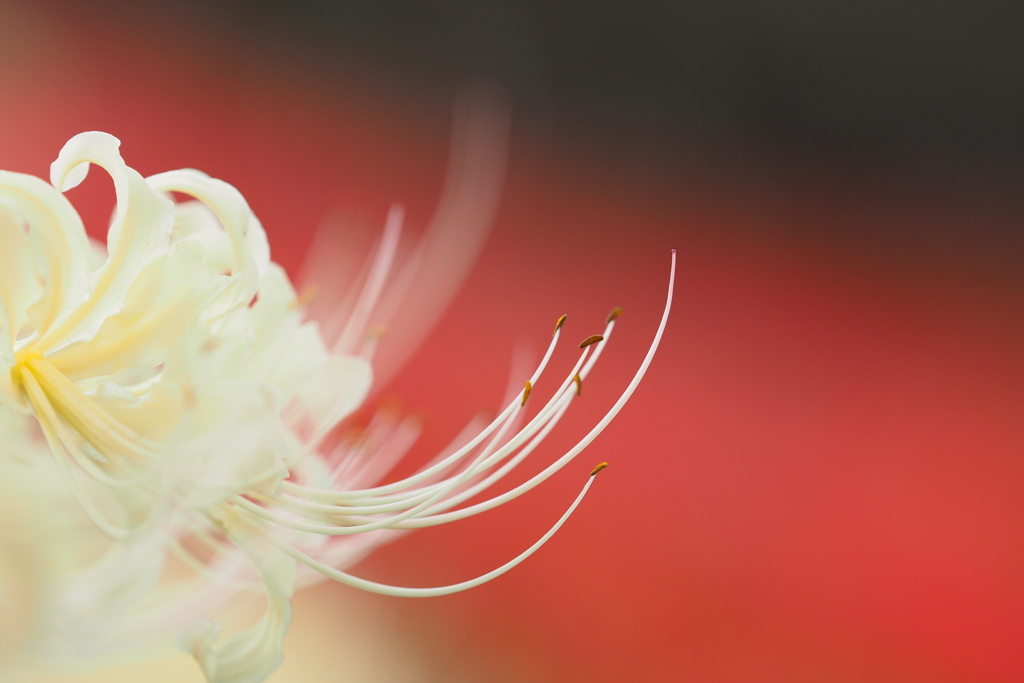 曼珠沙華⑥