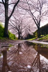 宇治川派流の桜３