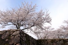 竹田城跡の桜３