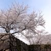 竹田城跡の桜３