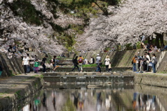 夙川の桜５