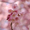 河津桜5