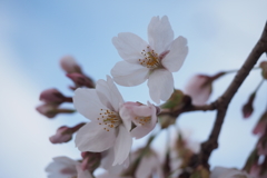 桜4