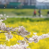 権現堂桜満開4