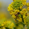 菜の花とミツバチ２