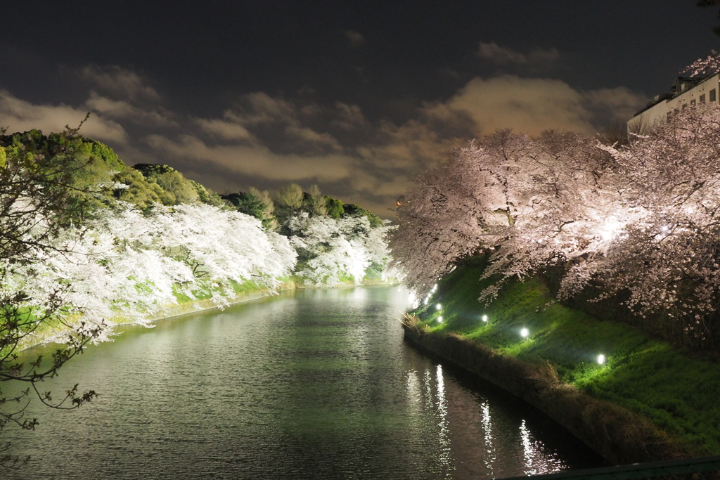 千鳥ヶ淵夜桜2