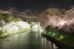 千鳥ヶ淵夜桜2
