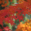 鶏足寺2