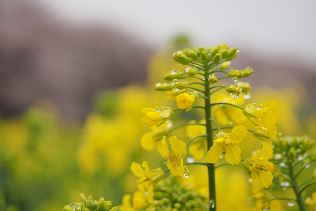 菜の花1