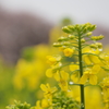 菜の花1