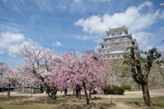 姫路城の桜３