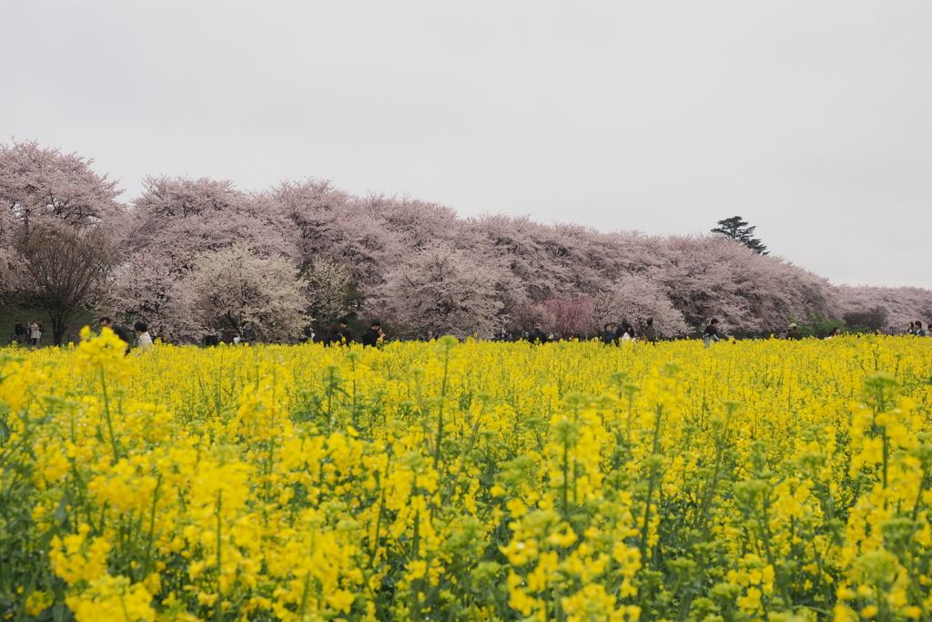 幸手権現堂桜堤1