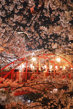 目黒川夜桜2