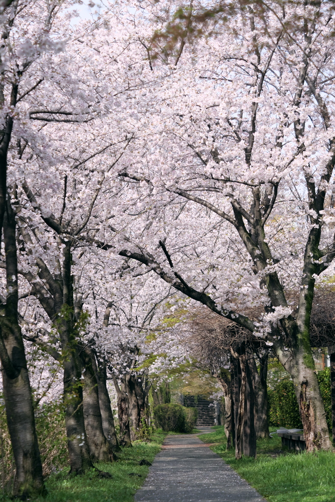 宇治川派流の桜１