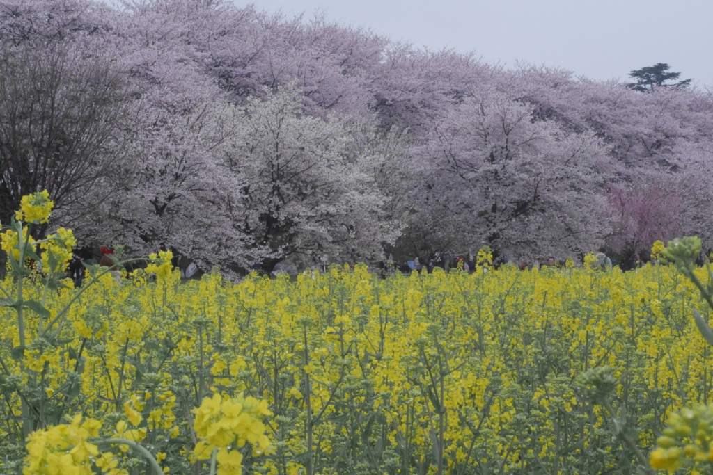 幸手権現堂桜堤8