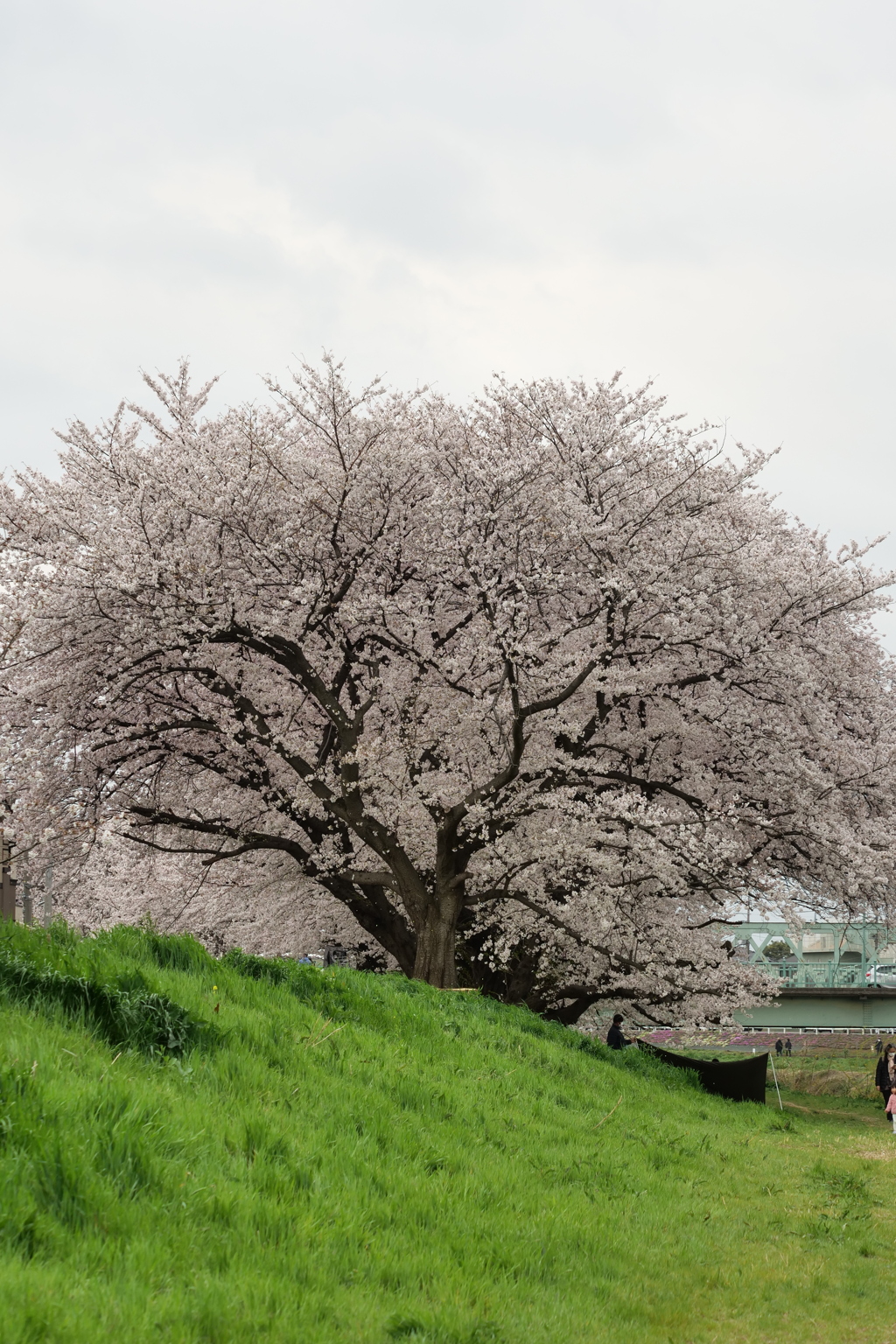 北越谷　桜3