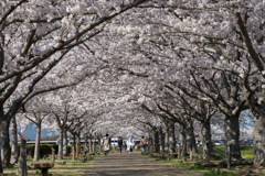 おの桜つづみ回廊４