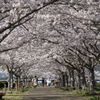 おの桜つづみ回廊４