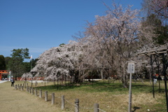上賀茂神社の桜２