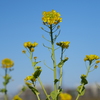 菜の花