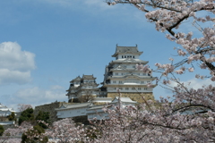 姫路城の桜１