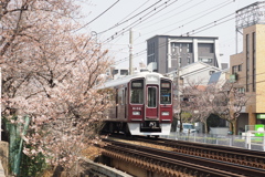 ソメイヨシノと電車