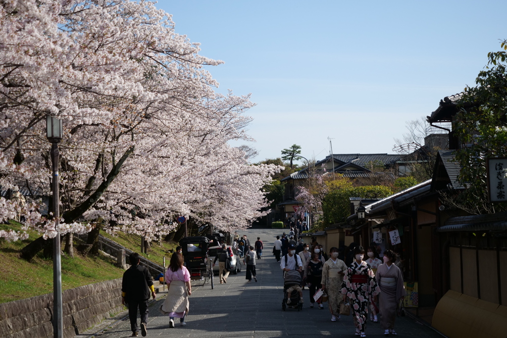 東山の桜１